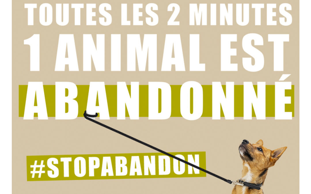 24 juin 2023 aura lieu la Journée Mondiale contre l’abandon des animaux de compagnie