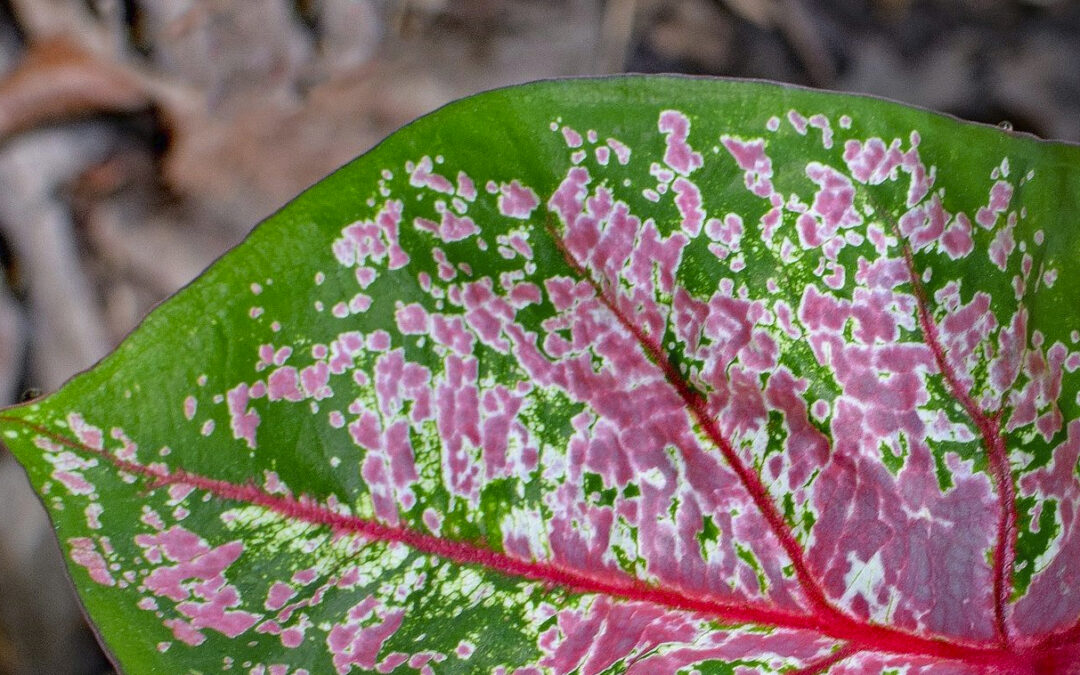 Plantes à risque pour la santé humaine : rappel des obligations 