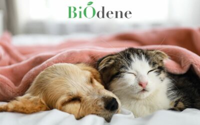Biodène dévoile ses produits anti-démangeaisons adaptés aux besoins des chiens et chats