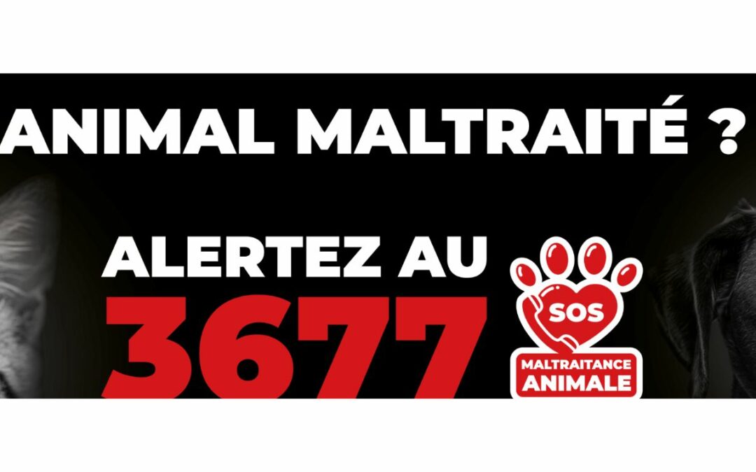 Lancement du n° SOS Maltraitance animale